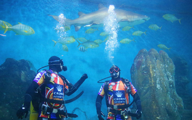 (Video) Melbourne Storm players dive with sharks before Cronulla game